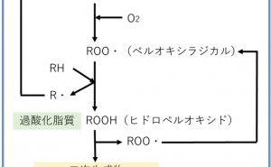 劣化食用油脂の毒性と食中毒とは