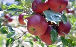 関係性の種類、包含とは 普通の組織をイノベーティブにする処方箋（その94）
