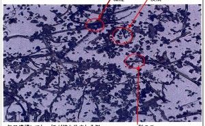 ゴミの見方 クリーン化について（その57）
