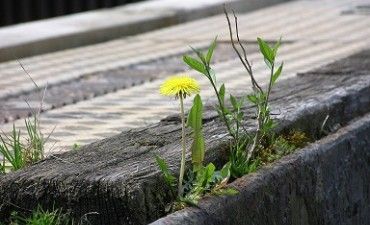 問題解決をあきらめない力、問題解決レジリエンスとは
