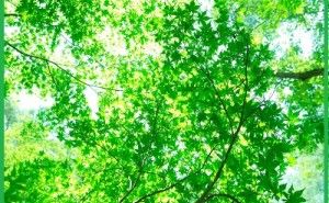 エコロジーを経営に活かすとは :新環境経営 （その16）