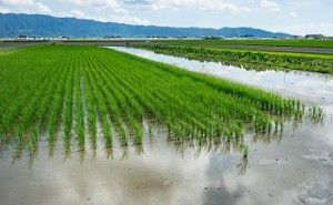 永続地帯: 新環境経営 (その42)