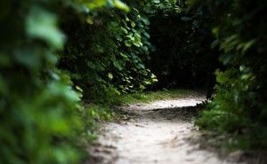 人工光合成: 新環境経営 （その53）