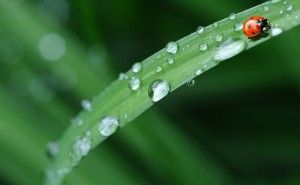 クリーンルームに虫が！