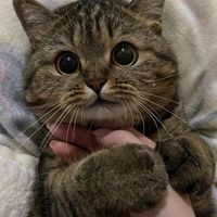仁宣 仁宣